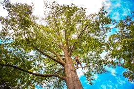 How Our Tree Care Process Works  in  New California, OH