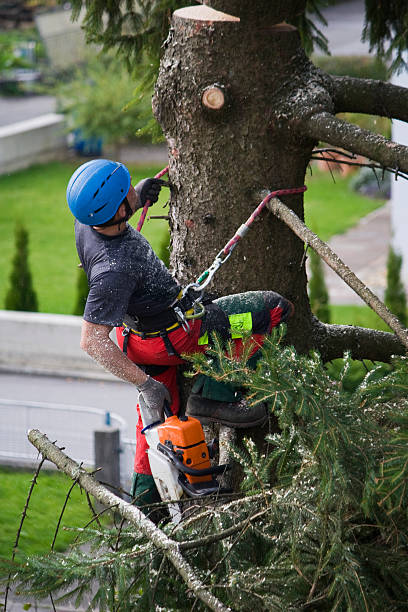 New California, OH Tree Services Company