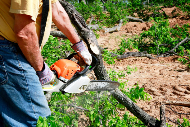 Tree and Shrub Care in New California, OH